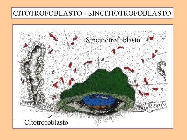 Finalización de la implantación del blastocito