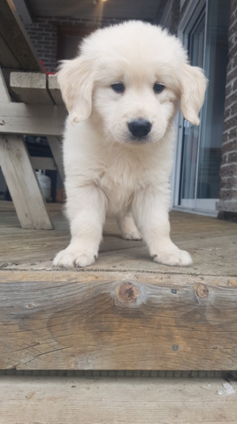 Ont adopte un chien!