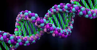 Sintetizar las bases de la molécula de ADN