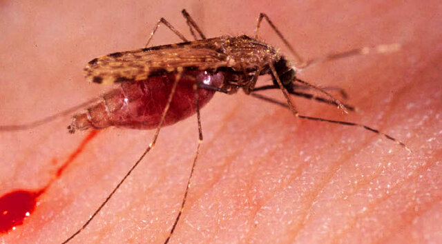 Fiebre del Valle del Rift