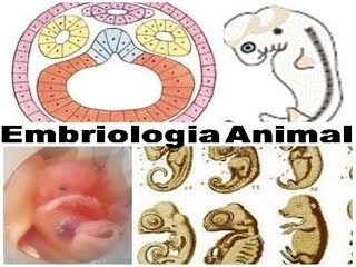 Embriologìa