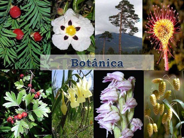 Botanica