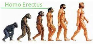 Homo erectus