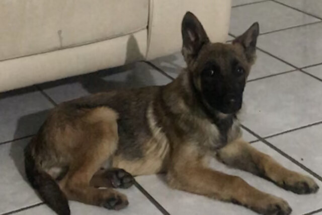 Llegada de Kenzo  a la familia