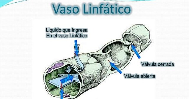 Descubrmiento de los vasos linfáticos.