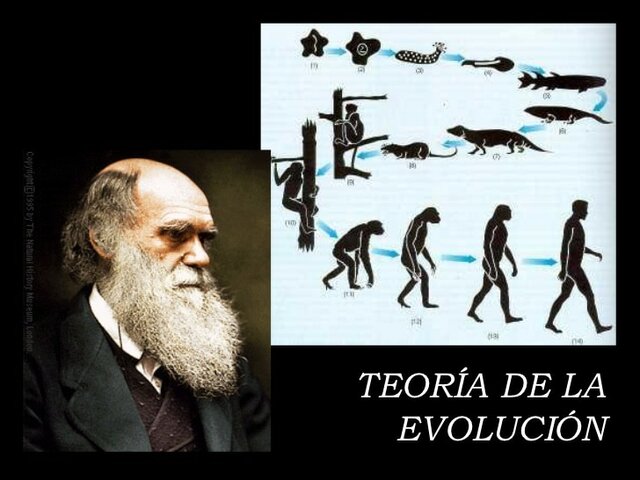 Teoría de la evolución  de las especies.