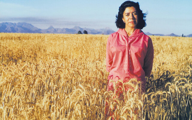 MAÍZ DE CALIDAD PROTEÍNICA