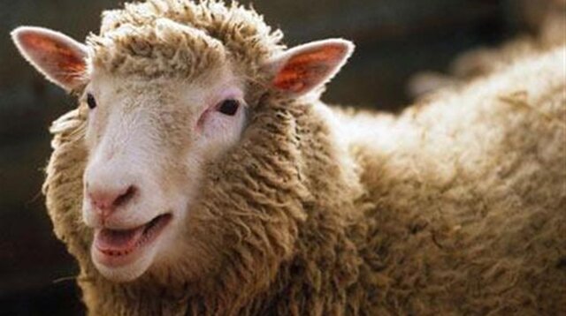 Clonacion de la oveja DOLLY