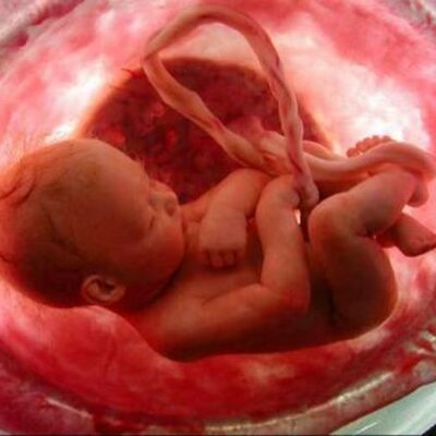 Timeline: DESARROLLO PRENATAL