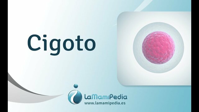 Cigoto