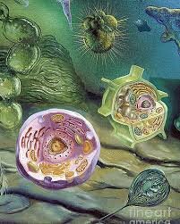 Esimesed mitmerakulised