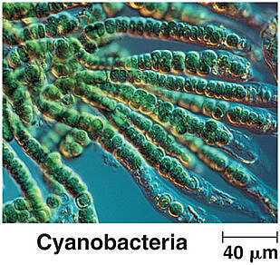 Esimese elu tunnused