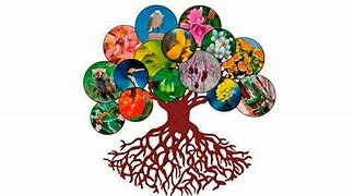 Día Internacional de la Diversidad Biológica