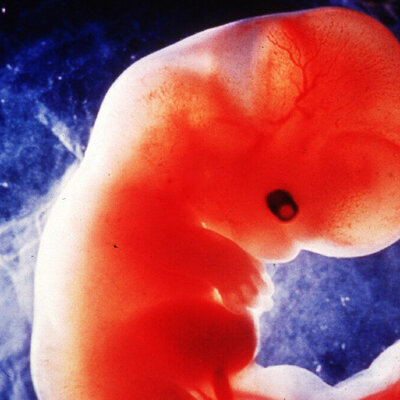 Timeline: ETAPAS DEL DESARROLLO HUMANO