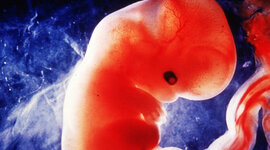 Timeline: ETAPAS DEL DESARROLLO HUMANO