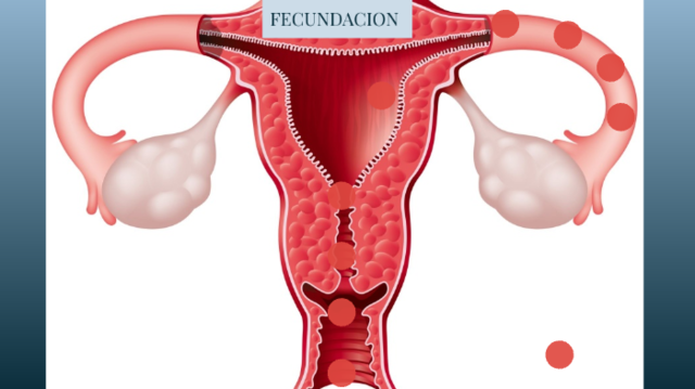 FECUNDACION