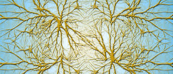 Descubrimiento de Dendritas.