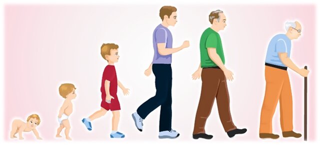 Etapas de desarrollo humano.