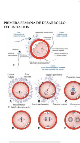 1 SEMANA DEL DESARROLLO