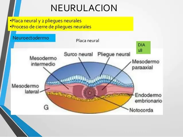 3 SEMANA DEL DESARROLLO HUMANO