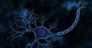 Surgimiento de las primeras neuronas