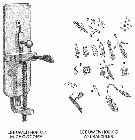 Antonio Leeuwenhoek: Descubrimiento de bacterias
