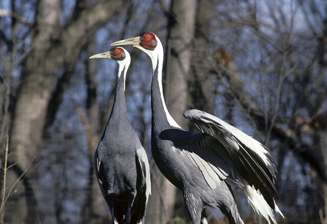 Bonn Convention on Migratory Species