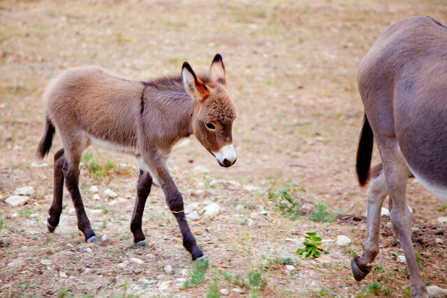 Baby Mules