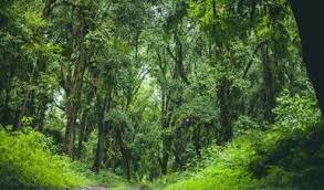 Ley General de Desarrollo Forestal Sustentable