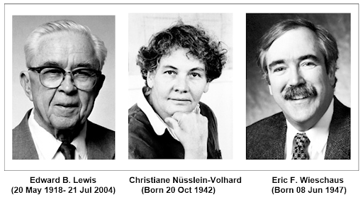 Edward Lewis, Christiane Nüsslein-Volhard y Eric Wieschaus