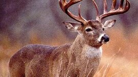 Timeline: The life of JM