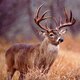 Free deer hunting tips big buck1 1