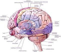El aumento de los conocimientos sobre la anatomía cerebral