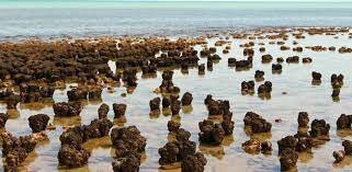 3.500 millones de años