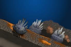 540 millones de años