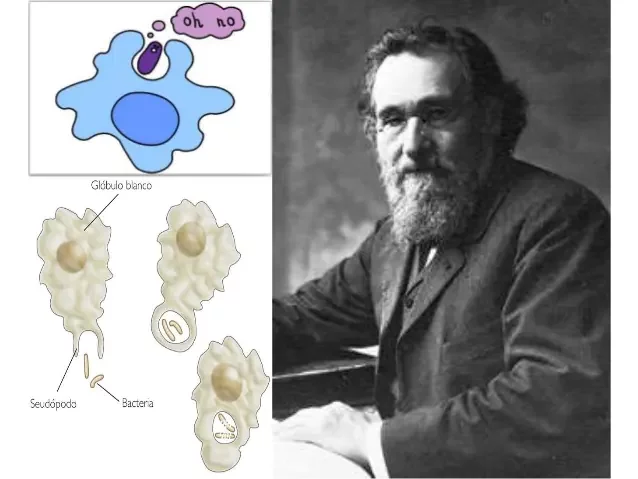 Metchnikoff: Teoría Fagocítica de la inmunidad