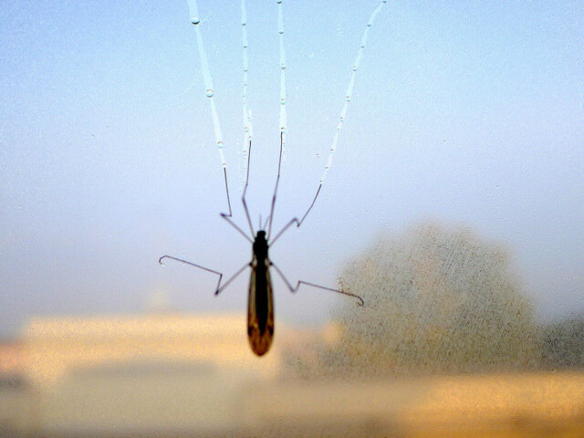 Giovanni Battista Grassi: Encuentra mosquito especifico (zanzarone)