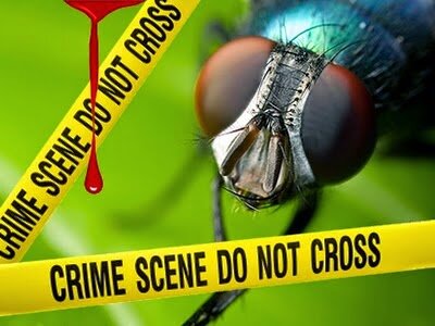 Entomología forense disciplina de gran atencion de los años 90´s.