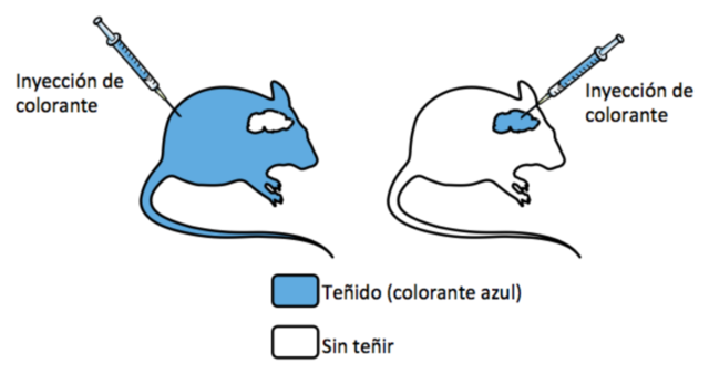 Paul Ehrlich: Inyecta a un ratón