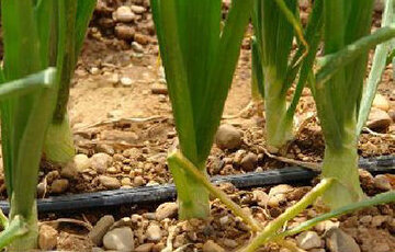 Actualidad del Fertirriego en México