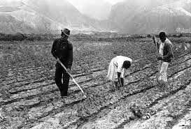 Crea una Quinta Normal de Agricultura