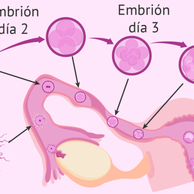 Timeline: Primera semana de desarrollo embrionario