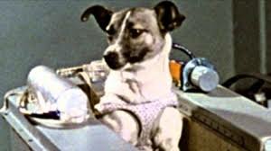First animal in space (USSR)