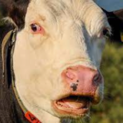 Timeline: 1800 - 1900