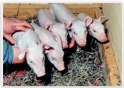 First Cloned Pigs