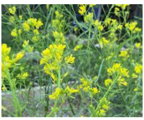 First DNA Genome Sequencing of Plants