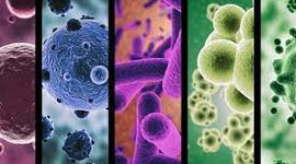 Timeline: Historia de la Microbiología