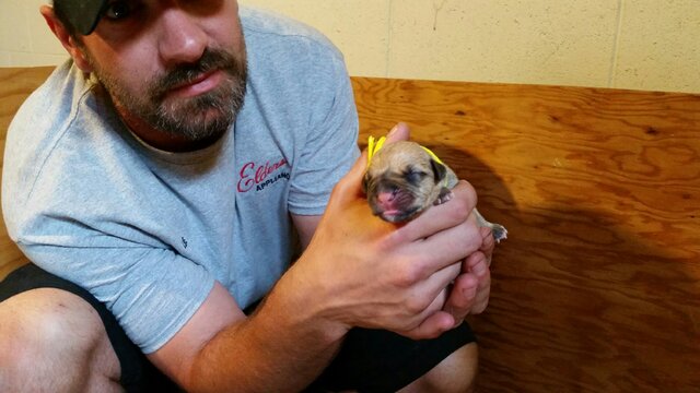 Had a litter of puppies