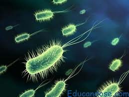 Surge la protocelula simple y pequeña la cual se reprodujo y evoluciono hasta dar origen a la célula procarionte como bacterias.