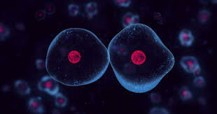 Formación de la célula Eucariota